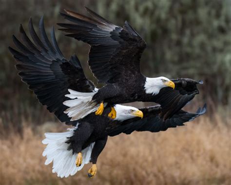 Winter Migration of Bald Eagles - Skagit Eagle Festival - Visit Skagit Valley - North Cascades ...