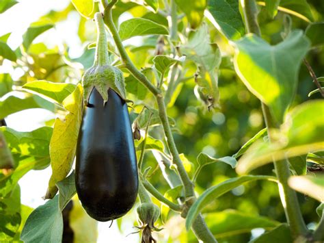 Best Companion Plants for Eggplants (Full List) - Gardenisms