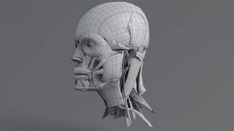 Human Head Anatomy 3D Model $99 - .fbx .ma .max .obj - Free3D