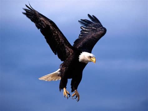 Flying Animal: Bald Eagle