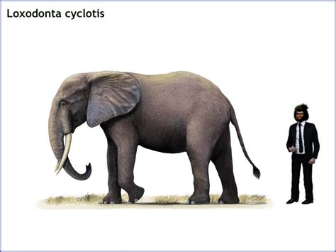 Loxodonta cyclotis (African forest elephant) by cisiopurple on DeviantArt