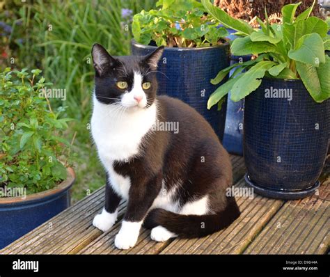 black and white cat felix Stock Photo - Alamy