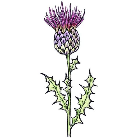 Thistle Clipart | Free download on ClipArtMag