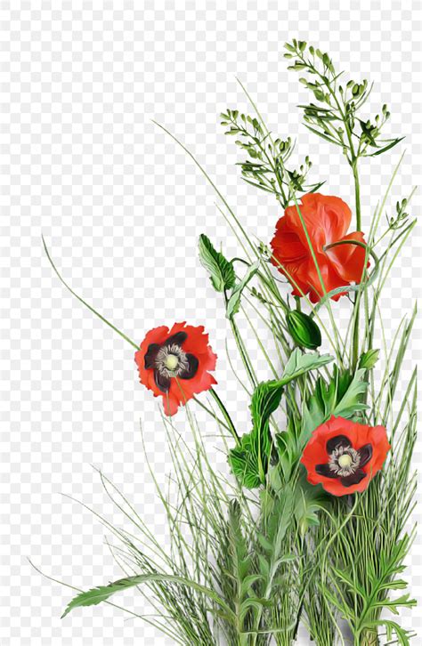 Floral Design, PNG, 800x1257px, Flower, Common Poppy, Cut Flowers ...