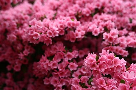 File:Wonderful-spring-pink-flower-bush - West Virginia - ForestWander.jpg