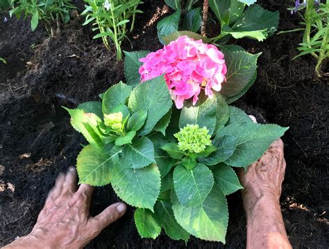 Why You Should Add Coffee Grounds to Your Hydrangeas