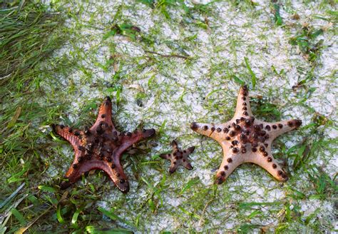 STARFISH HABITAT | During low tide A family of starfish was … | Flickr