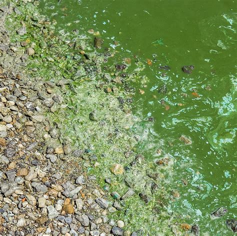 What Is Blue Green Algae?