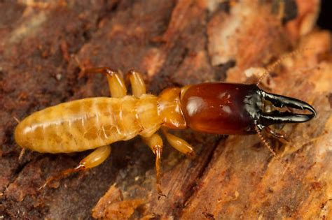 Pacific coast dampwood termite - Zootermopsis angusticollis - BugGuide.Net