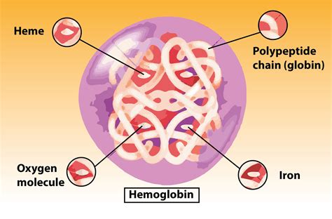 In alpha thalassemia, the gene HBAI is located on the chromosome.(a) 8(b) 22(c) 9(d) 16