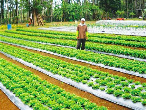 An Intensive Organic Lettuce Farm in Cavite – Agriculture Monthly