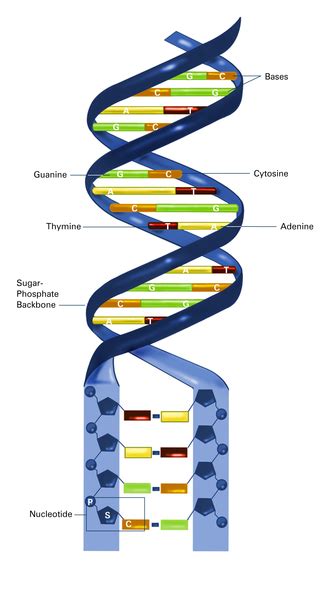 Lesch-Nyhan syndrome: MedlinePlus Genetics