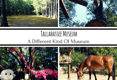 Tallahassee Museum: A Different Kind Of Museum | Buddy The Traveling Monkey