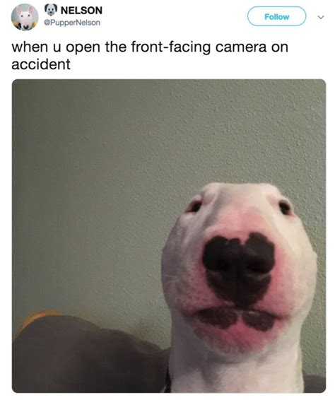 Meme Dog Looking At Camera | Angry dog, Dogs, Funny dog memes