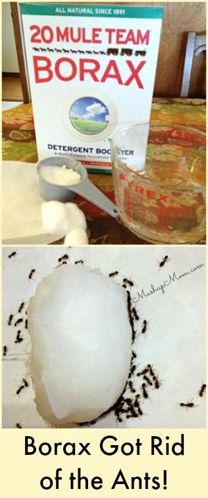 How to Get Rid of Ants Indoors!