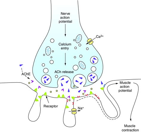 Neuromuscular Junction - Practical Psychology