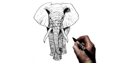 How to Draw an Elephant | Step By Step - YouTube