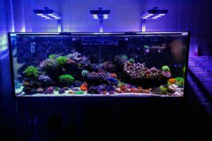 12 Best Saltwater Fish for Beginners - FishLab.com