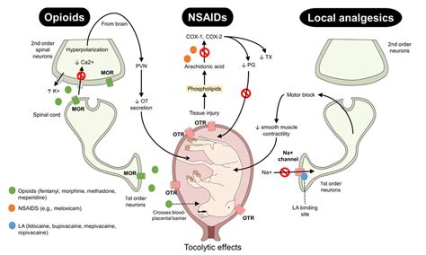 Action mechanisms of opioids, NSAIDs, and local analgesics. During ...