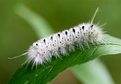 The Hickory Tussock Caterpillar - Marshmallow Ranch