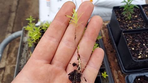 Transplanting Notes on Butterfly Milkweed - Asclepias tuberosa - YouTube