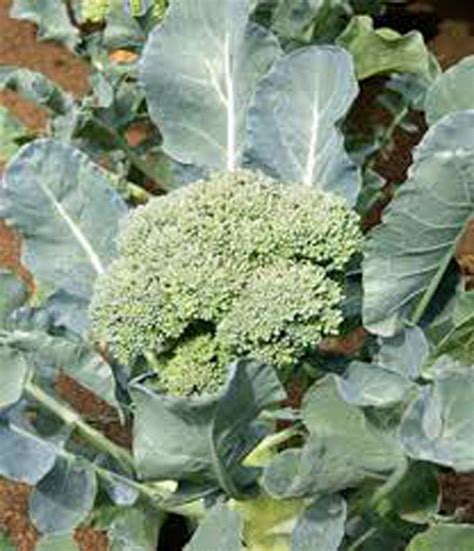 Broccoli Seeds – Country Creek LLC