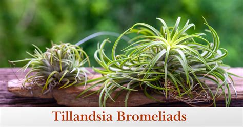 Tillandsia Air Plants: How to Grow and Care