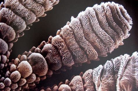 “Microcosmos” as fashion inspiration. | Gecko, Science images, Microscopic