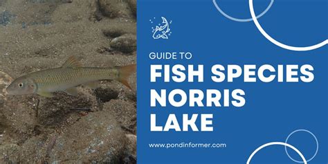 List of Fish Species in Norris Lake (Updated) - Pond Informer