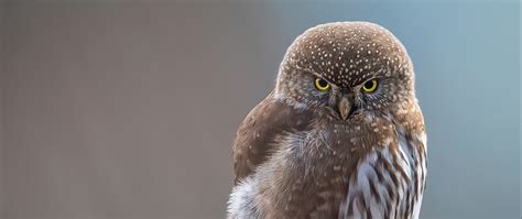 Download wallpaper white, close-up, animals, bird, brown, feathers, macro, blur, section animals ...