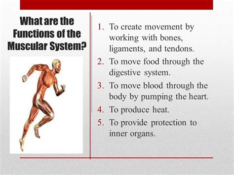 Muscular System Functions – Welcome to Ms. Etue's Class