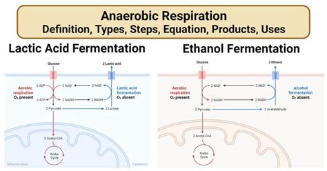 Anaerobic Respiration- Definition, Types, Steps, Equation, Products ...