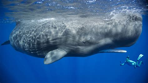 Sperm Whale Holidays & Whale Watching - Natural World Safaris