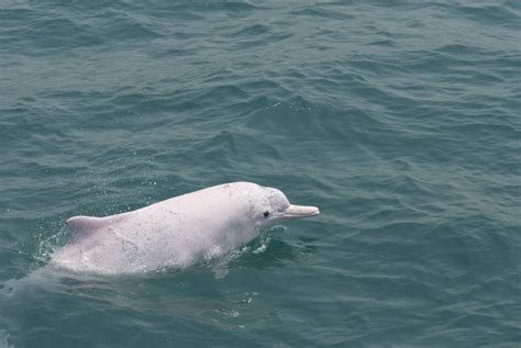 Endangered Chinese white dolphin receives offshore habitat | Taiwan ...