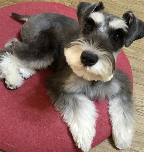 Pin on Schnauzers