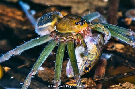 Amazon Rainforest Spiders