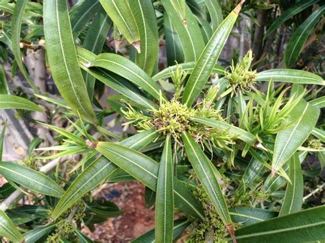 Xtremehorticulture of the Desert: What Are These Weird Growths in My ...