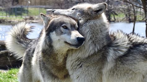 Proposed bill might delay introduction of Gray Wolves in Colorado | KRDO