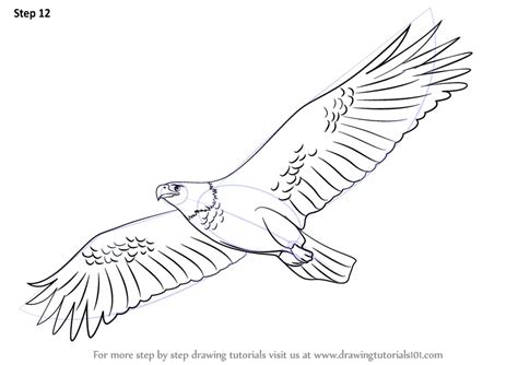 Learn How to Draw an Eagle Flying (Birds) Step by Step : Drawing Tutorials