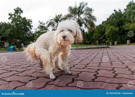 Series of Poodle Pet Dog Pooping Feces Shit on Road Pavement Stock Photo - Image of purebred ...