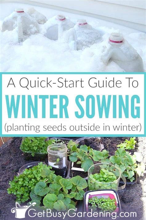 Winter Sowing Seeds: A Quick-Start Guide | Garden seeds, Planting seeds outdoors, Cold climate ...