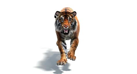 3D sumatran tiger fur colors - TurboSquid 1170597