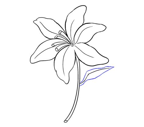 How to Draw a Lily in a Few Easy Steps | Easy Drawing Guides