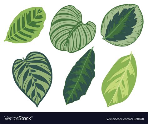 Calathea leaves Royalty Free Vector Image - VectorStock