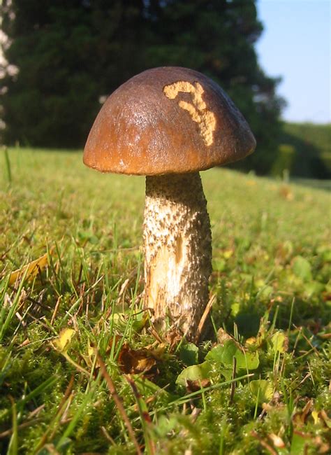 Mushroom - Simple English Wikipedia, the free encyclopedia