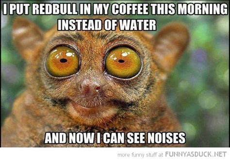 Adorable and Funny Animal Coffee Memes (Friday Frivolity) - Munofore