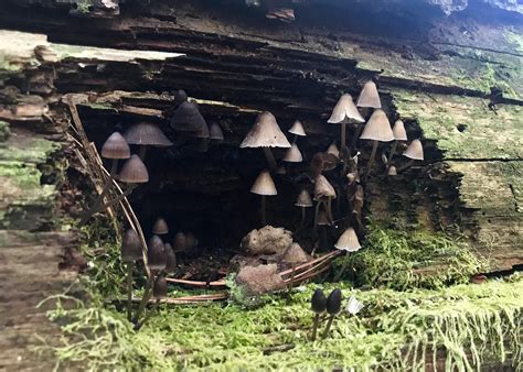 Best little mushroom cave ever. Found in Georgia. : r/MushroomPorn