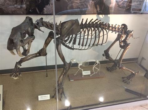 Sabertooth fossil at UC Berkeley