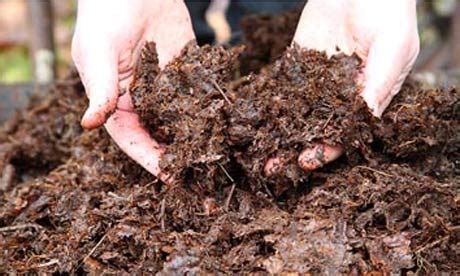 WHAT IS A LEAF MOULD COMPOST? |The Garden of Eaden