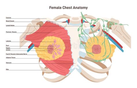 Female Chest Anatomy. Mammary Gland, Duct and Lobular Structure Stock ...